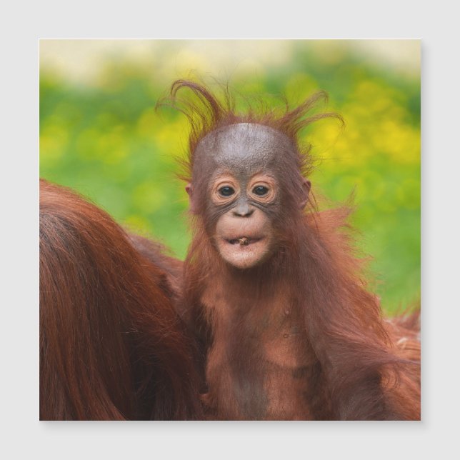 Quirky-Charme eines Orangutan-Babys Magnetkarte (Vorderseite)