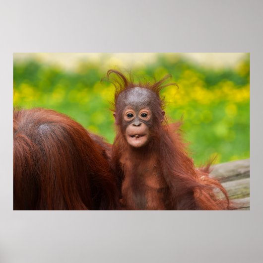Quirky-Charme eines Orangutan-Babys Poster (Vorne)