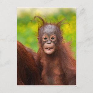 Quirky-Charme eines Orangutan-Babys Postkarte