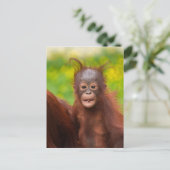 Quirky-Charme eines Orangutan-Babys Postkarte (Stehend Vorderseite)