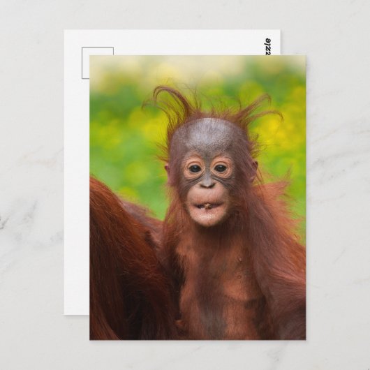 Quirky-Charme eines Orangutan-Babys Postkarte (Vorne/Hinten)