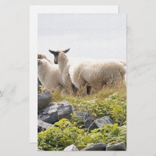 Quirky Designs - Schafe in einem Feld Briefpapier (Vorne/Hinten)