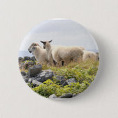 Quirky Designs - Schafe in einem Feld Button (Vorderseite)