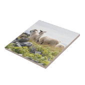 Quirky Designs - Schafe in einem Feld Fliese (Seite)