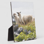 Quirky Designs - Schafe in einem Feld Fotoplatte (Seite)
