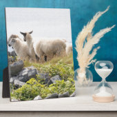 Quirky Designs - Schafe in einem Feld Fotoplatte (Seite)