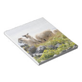 Quirky Designs - Schafe in einem Feld Notizblock (angewinkelt)
