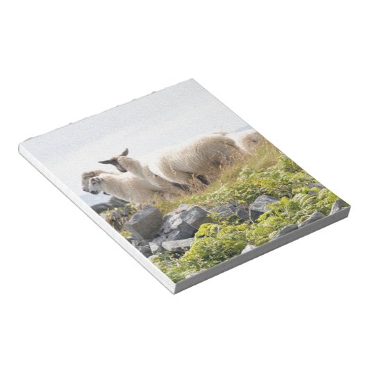 Quirky Designs - Schafe in einem Feld Notizblock (angewinkelt)