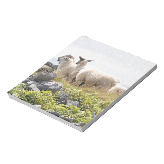 Quirky Designs - Schafe in einem Feld Notizblock (Rotiert)