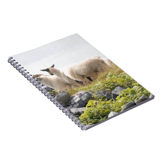 Quirky Designs - Schafe in einem Feld Notizblock (Rechte Seite)