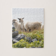Quirky Designs - Schafe in einem Feld