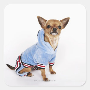 Quirky-Porträt eines Teacup Chihuahua 2 Quadratischer Aufkleber