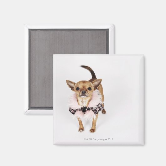 Quirky-Porträt eines Teacup Chihuahua Magnet (Vorderseite/Rückseite)