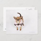 Quirky-Porträt eines Teacup Chihuahua Postkarte (Vorne/Hinten)