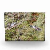 Quitte Kingfisher Fotoblock (Vorderseite)