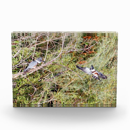 Quitte Kingfisher Fotoblock (Vorderseite)