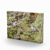 Quitte Kingfisher Fotoblock (Rechts)