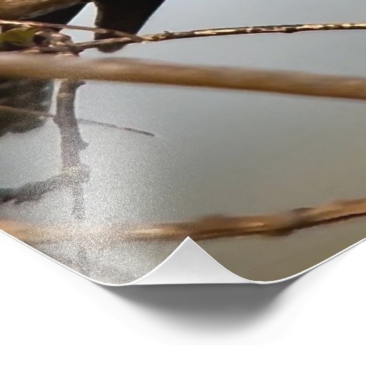 Quitte Kingfisher Fotodruck (Ecke)