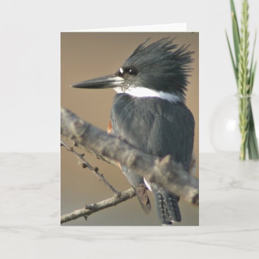 Quitte Kingfisher Karte (Vorderseite)