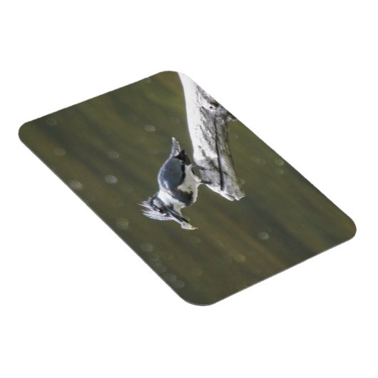 Quitte Kingfisher Magnet (Rechte Seite)