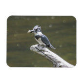Quitte Kingfisher Magnet (Horizontal)