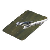 Quitte Kingfisher Magnet (Linke Seite)