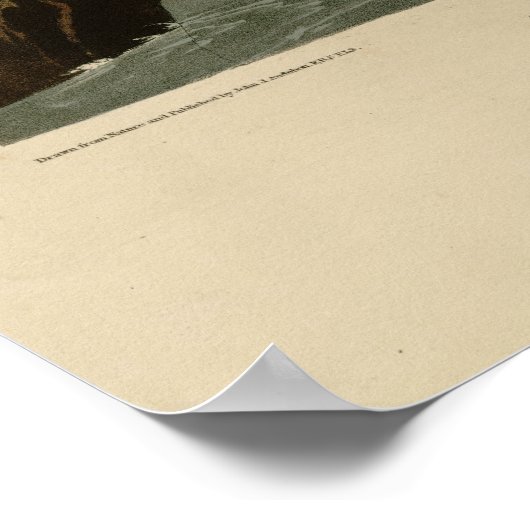 Quitte Kingfisher Poster (Ecke)