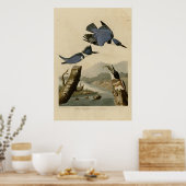 Quitte Kingfisher Poster (Küche)