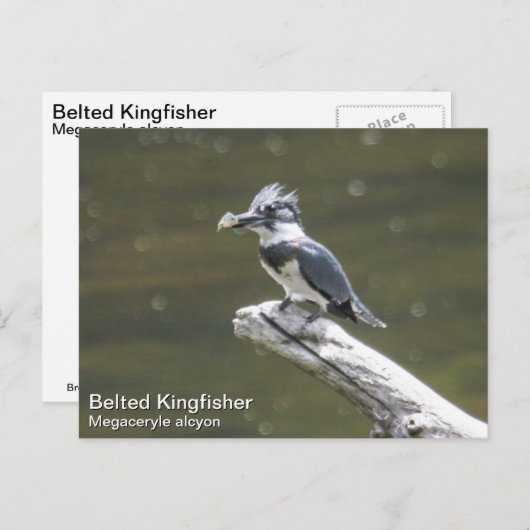Quitte Kingfisher Postkarte (Vorne/Hinten)