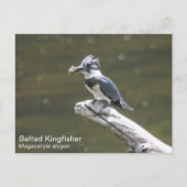 Quitte Kingfisher Postkarte (Vorderseite)