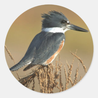 Quitte Kingfisher Runder Aufkleber