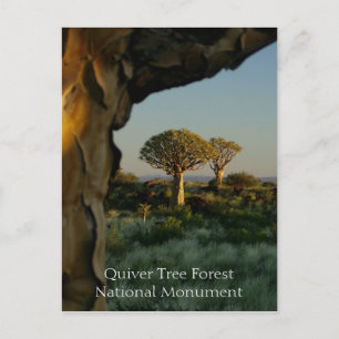 Quiver Tree Forest, Namibia Postcard Postkarte