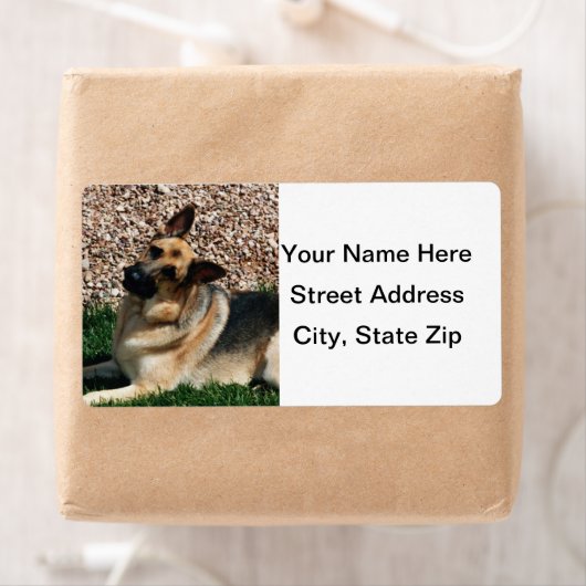 Quizzical German Shepherd (Insitu)