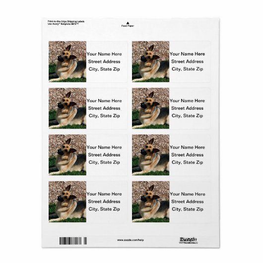 Quizzical German Shepherd (Vorne)