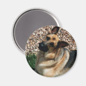 Quizzical German Shepherd Magnet (Vorderseite/Rückseite)