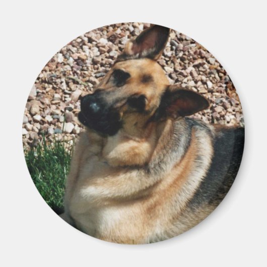 Quizzical German Shepherd Magnet (Vorne)