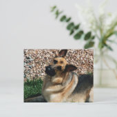 Quizzical German Shepherd Postkarte (Stehend Vorderseite)