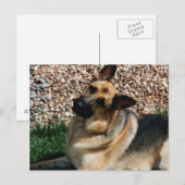 Quizzical German Shepherd Postkarte (Vorne/Hinten)