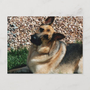Quizzical German Shepherd Postkarte