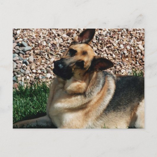 Quizzical German Shepherd Postkarte (Vorderseite)