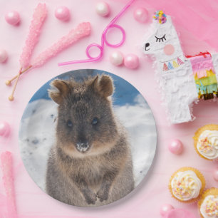 Quokka am Strand Australien, Süßes Tierfoto Pappteller
