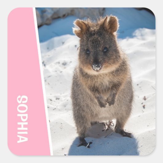 Quokka Cute Animal on the Beach Australia Pink Quadratischer Aufkleber (Vorderseite)