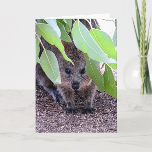 Quokka Greeting Card Karte (Vorderseite)
