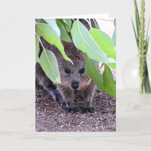 Quokka Greeting Card Karte
