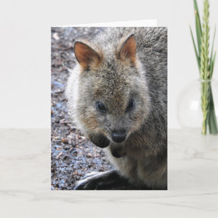 Quokka Karte