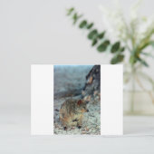 Quokka mit niedlicher Wut auf der Insel Rottnest Postkarte (Stehend Vorderseite)