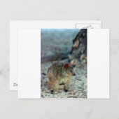 Quokka mit niedlicher Wut auf der Insel Rottnest Postkarte (Vorne/Hinten)