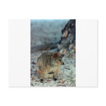 Quokka mit niedlicher Wut auf der Insel Rottnest