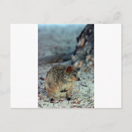 Quokka mit niedlicher Wut auf der Insel Rottnest Postkarte (Vorderseite)