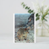 Quokka mit niedlicher Wut auf der Insel Rottnest Postkarte (Stehend Vorderseite)